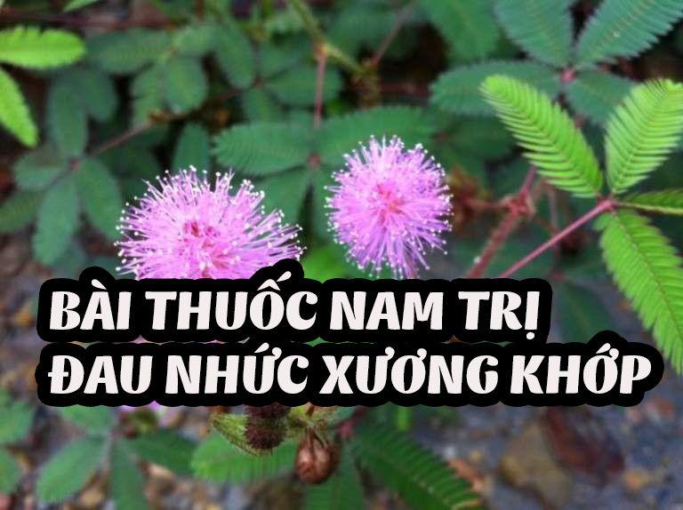 Bài Thuốc Nam Trị Đau Nhức Xương Khớp, Thần Kinh Tọa Của Chưởng Môn Phái Thất Sơn Thần Quyền Động